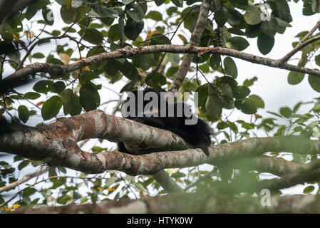 Una scimmia di Howler (Alouatta palliata) con un bambino a Guacamaya, Stato del Chiapas, Messico Foto Stock