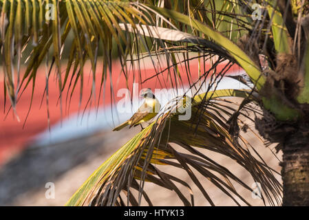Un Flycatcher sociale dalla testa rossa (Myiozetes similis) arroccato in una palma a Palenque, Messico Foto Stock