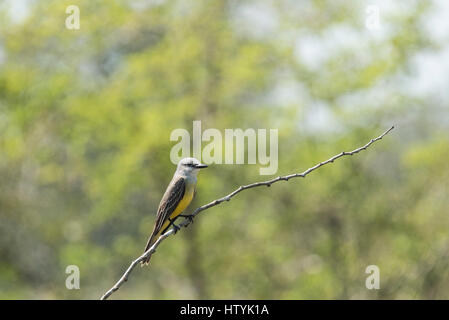 Un Tropical Kingbird (identificata dalla sua chiamata) appollaiato su un ramo Foto Stock