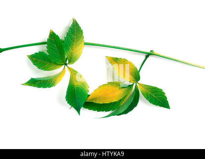 Ingiallito ramo di foglie di uva (Parthenocissus quinquefolia foglie). Isolato su sfondo bianco. Foto Stock