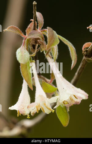 Piccolo e profumati fiori a campana nella primavera del caprifoglio arbustiva, Lonicera elisae Foto Stock