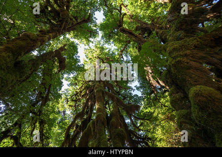 Con moss-drappeggiato alberi della foresta pluviale Hoh, vicino a forche, il Parco Nazionale di Olympic, Washington, Stati Uniti d'America Foto Stock