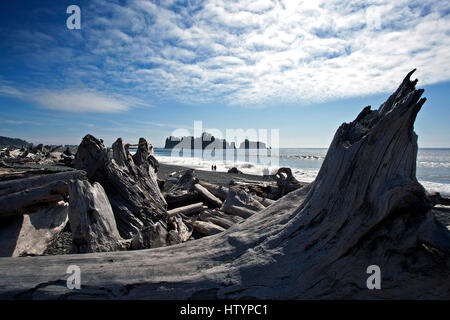 Driftwood a Rialto spiaggia vicino La Push, forche, il Parco Nazionale di Olympic, Washington, Stati Uniti d'America Foto Stock