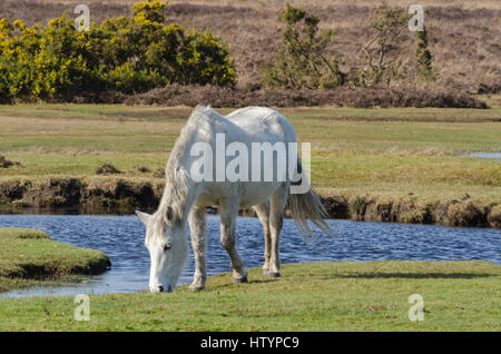 Pony vicino Burbush, nel nuovo Parco Nazionale della Foresta Foto Stock