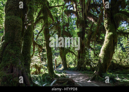 Sentiero attraverso drappeggiati con moss alberi della foresta pluviale Hoh, vicino a forche, il Parco Nazionale di Olympic, Washington, Stati Uniti d'America Foto Stock