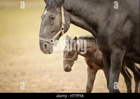Puledro con sua madre Camminando fianco a fianco. Cavallo con colt su pascoli sulla giornata soleggiata con blured sfondo. Foto Stock