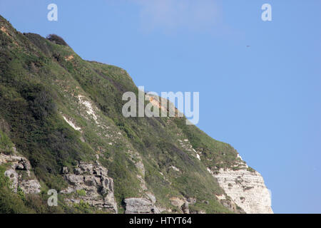 La cima delle scogliere tra Branscombe e testa di birra, Devon, preso dalla spiaggia di Branscombe guardando verso est in una giornata di sole con cielo blu Foto Stock