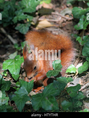 Red scoiattolo (Sciurus vulgaris) mangiare una ghianda in ombra pezzata seduto tra i comuni di edera (Hedera helix) sul terreno Foto Stock