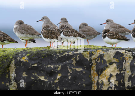 Wader misti gregge, Turnstones (Arenaria interpres) e Redshank (Tringa potanus), sono ' appollaiati Foto Stock