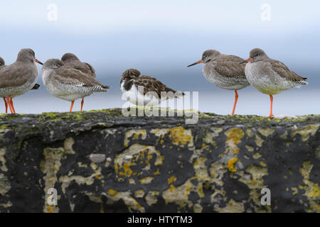 Wader misti gregge, Turnstones (Arenaria interpres) e Redshank (Tringa potanus), sono ' appollaiati Foto Stock