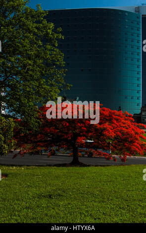 Flame Tree (Delonix regia) nella parte anteriore dell'edificio moderno, Brasilia DF, Brasile. Foto Stock