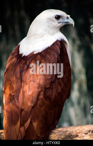 Brahimy Kite in Albay Park e della fauna selvatica, Legazpi City, Filippine Foto Stock