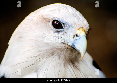 Brahimy Kite in Albay Park e della fauna selvatica, Legazpi City, Filippine Foto Stock