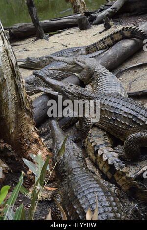 Gruppo di coccodrilli in attesa di essere alimentato all'Hartley's. Foto Stock