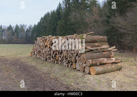 Taglio fresco tree logs impilati fino in prossimità della strada in un forrest Foto Stock