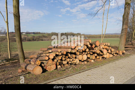 Taglio fresco tree logs impilati accanto alla strada Foto Stock