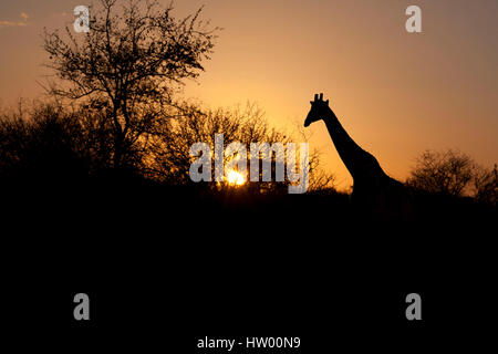 Una giraffa si stagliano in un tramonto africano Foto Stock