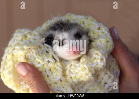 Baby possum in coperta Foto Stock