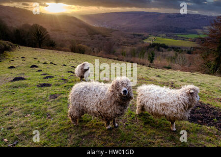 DEVON E CORNWALL LONGWOOL pecore nella valle del Wye Foto Stock