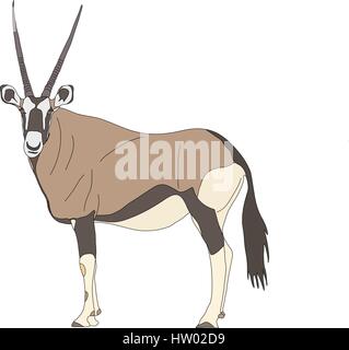 Ritratto di un Gemsbok permanente con due corna guardando in c Illustrazione Vettoriale