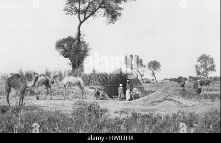 La canna da zucchero piantagione camp, con lavoratori locali e cammelli, sulla parte superiore del fiume Nilo, Egitto, 1922. Foto Stock