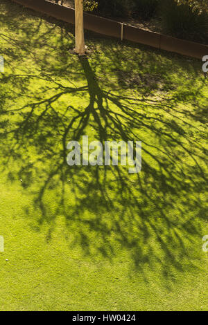 California, Los Angeles, albero ombra sul prato Foto Stock