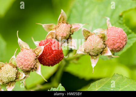 Cluster di Thimbleberries, con uno rosso, mature, Issaquah, Washington, Stati Uniti d'America Foto Stock