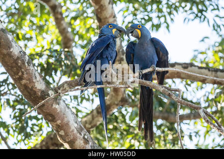 Coppia accoppiata di Giacinto Macaws mostrando affetto come essi pesce persico in una struttura ad albero nella regione di Pantanal, Mato Grosso, Brasile, Sud America Foto Stock