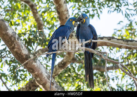 Coppia accoppiata di Giacinto Macaws mostrando affetto come essi pesce persico in una struttura ad albero nella regione di Pantanal, Mato Grosso, Brasile, Sud America Foto Stock