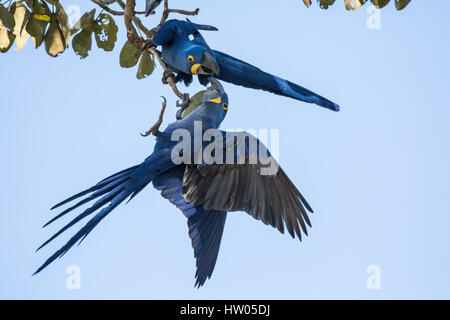 Coppia di Giacinto Macaws accoppiati per la vita, mostrando affetto nel Pantanal la regione, Mato Grosso, Brasile, Sud America Foto Stock