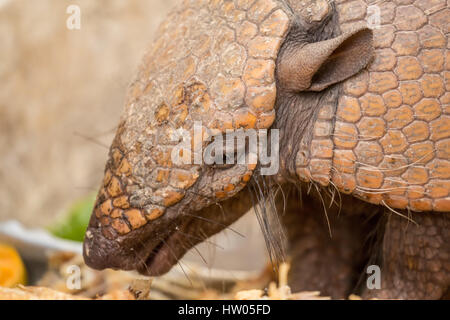 Sette-nastrare armadillo mangiando scarti di tavola stabilite per esso nella regione di Pantanal, Mato Grosso, Brasile, Sud America Foto Stock