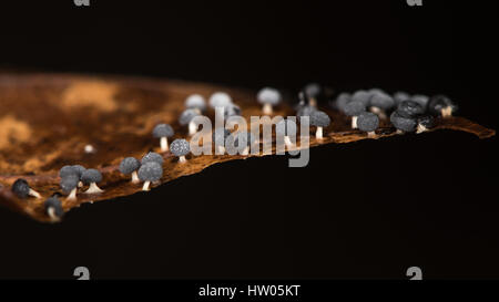 Tiny melma nera stampo sul faggio (Fagus sylvatica) foglia. Colonia di piccoli funghi neri sulla figliata di foglia in British del bosco di faggio Foto Stock