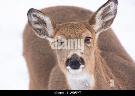 Coda bianca cervi in Pennsylvania in inverno Foto Stock