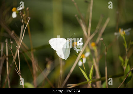 Great Southern White butterfly lungo il punto nero Wildlife Drive, Merritt Island National Wildlife Refuge, FL Foto Stock