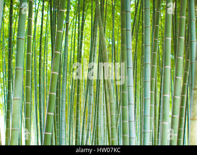 Boschetti di bamboo, foreste di bambù in Arashiyama, Kyoto in Giappone. Foto Stock