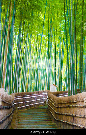 Boschetti di bamboo, foreste di bambù in Arashiyama, Kyoto in Giappone. Foto Stock