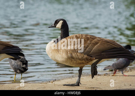 Canada Goose in piedi su una gamba sola a Licoln Park Foto Stock