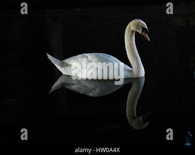 Londra, Regno Unito. Il 15 marzo 2017. Un cigno prende il resto sotto uno dei ponti sul Regents Canal, Greater London. Credito: John Eveson/Alamy Live News Foto Stock