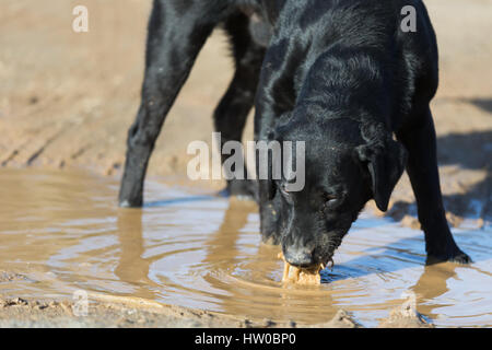 Leo il Labrador di bere acqua fangosa. Credito: Ian Jones/Alamy Live News Foto Stock