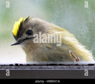 Aberystwyth, Wales, Regno Unito. 16 marzo 2017. Regno Unito Meteo- un clima caldo e porta i comportamenti a molla per la fauna selvatica: un goldcrest mostra come ottenne il suo nome come si visualizza la propria riflessione in una finestra Credito: John Gilbey/Alamy Live News Foto Stock