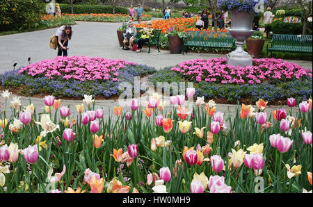 Dallas, Stati Uniti d'America. 22 Mar, 2017. La gente visita la mostra dei fiori 'Dallas blumi: Flower Power" al Dallas Arboretum e Giardino Botanico di Dallas, Stati Uniti, 22 marzo 2017. La mostra dei fiori è stato tenuto dal 25 febbraio al 9 aprile sotto il tema "Pace, amore e Flower Power". Credito: Zhang Yongxing/Xinhua/Alamy Live News Foto Stock