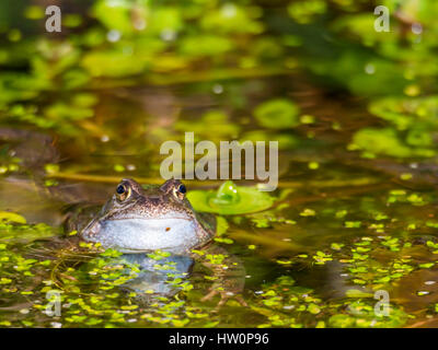 Rana comune - Rana temporaria, in duck weed in un laghetto in giardino. Foto Stock