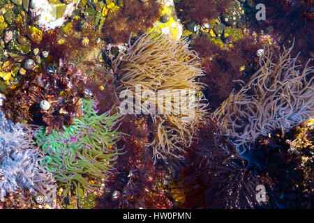 Snakelocks anemone ( Anemonia viridis) in un pool di marea Foto Stock