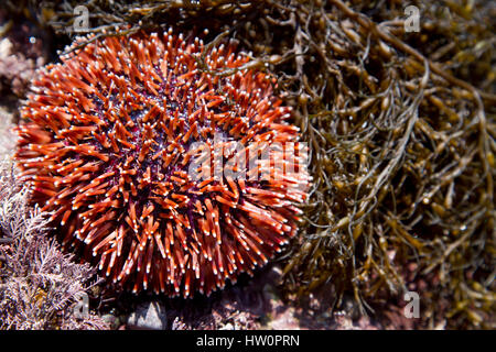 Commestibile europea dei ricci di mare o comuni o ricci di mare (Echinus esculentus) in un pool di marea Foto Stock