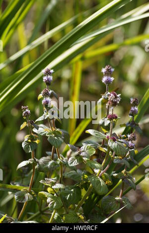 Mentha aquatica Foto Stock