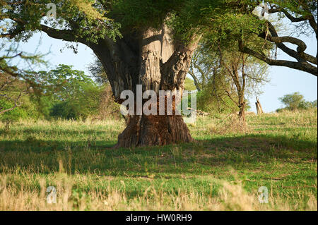 Baobab pesantemente raschiato da elefanti Foto Stock