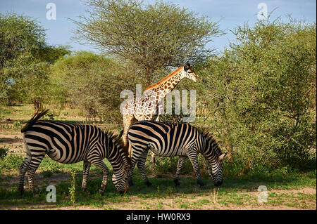 Zebre e giraffe pascolando nella pacifica armonia Foto Stock