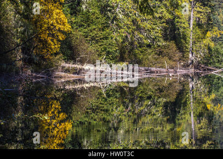 Perfetta tranquillità di Birkenhead Lago crea un'illusione ottica con la simmetria di giallo e verde riflessioni Foto Stock