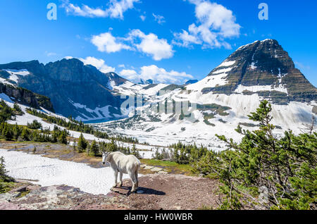 Capre di montagna, nei pressi di Logan pass, il Parco Nazionale di Glacier, Montana, USA Foto Stock