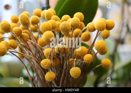 Bouquet craspedia fioraio leggera profondità di campo Foto Stock